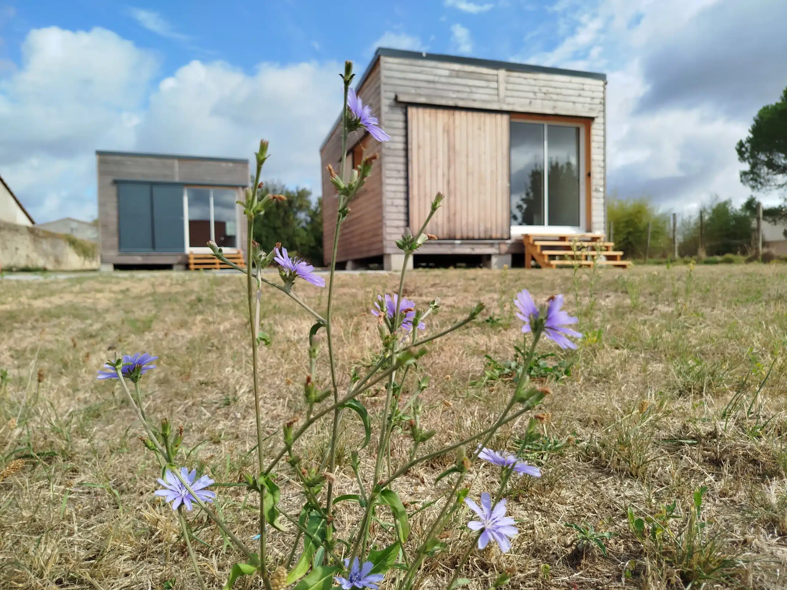 Maisons en bois avec des fleurs violettes devant.